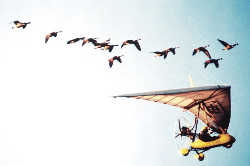 Somos aves migratorias