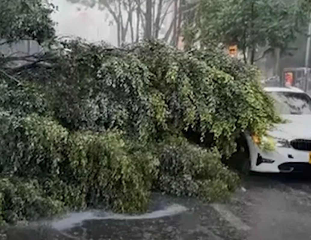Movilidad hoy 26 de enero: Caída de árbol afecta la movilidad en Chapinero