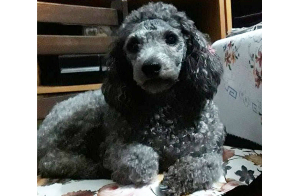 Encuentran a Mara, la perrita por la que una pareja de ancianos ofrecía su jubilación