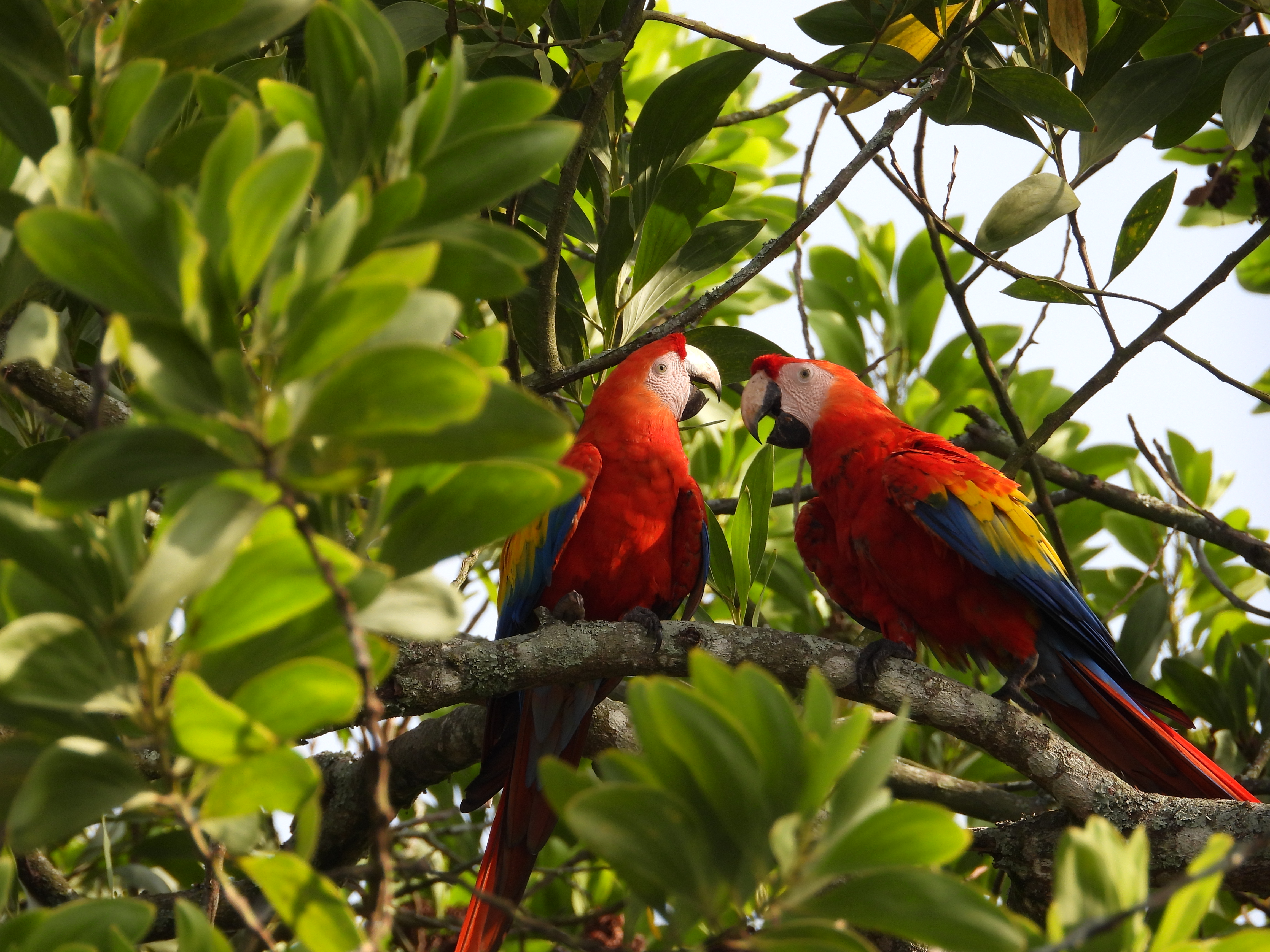 Autoridades del Valle de Aburrá piden no alimentar a las aves silvestres, ¿por qué?