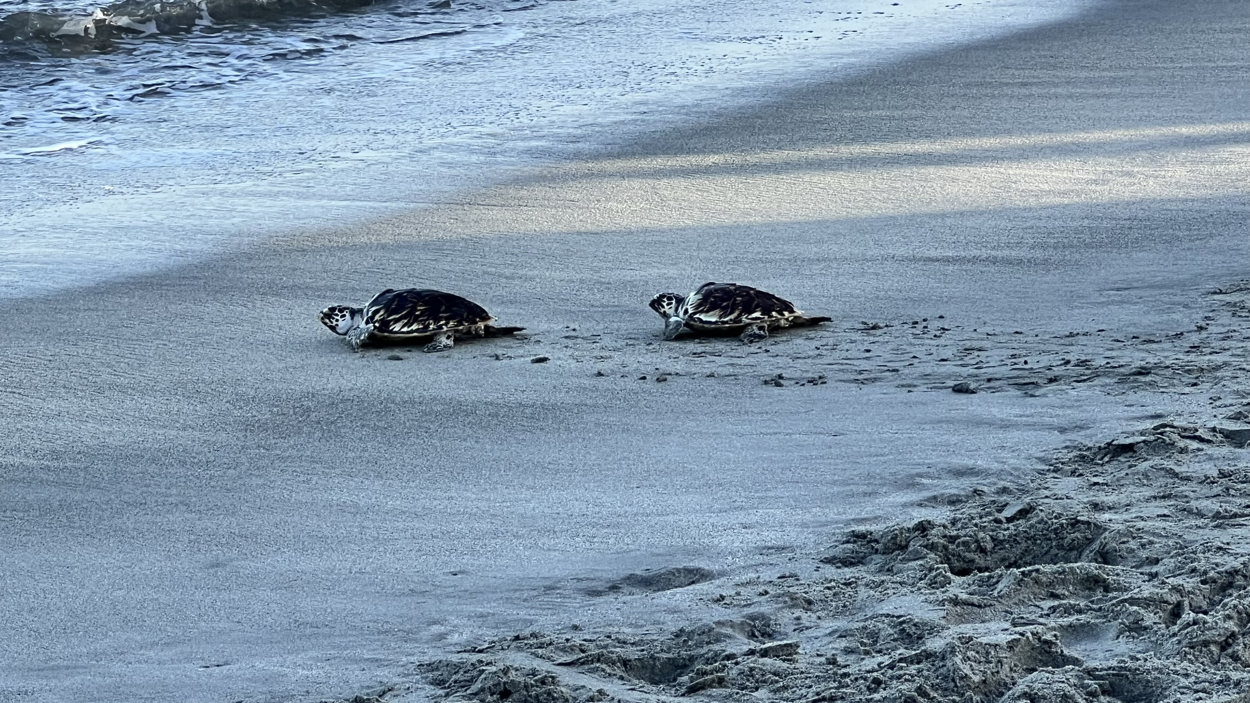 Liberación de tortugas marinas en Santa Marta