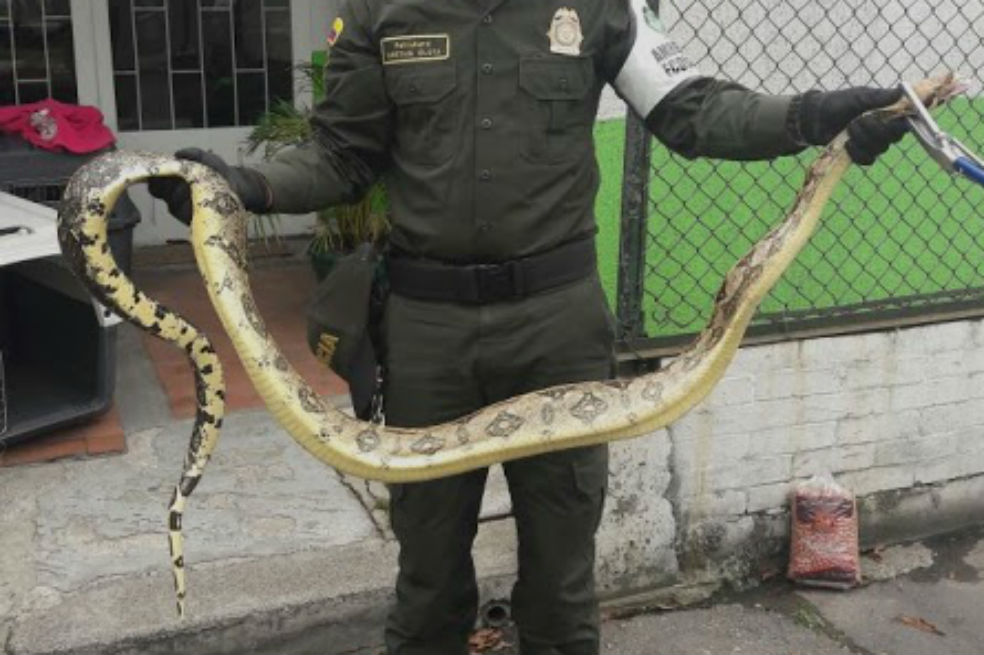 En casa del suroccidente de Bogotá apareció serpiente boa constrictor de 3,5 metros