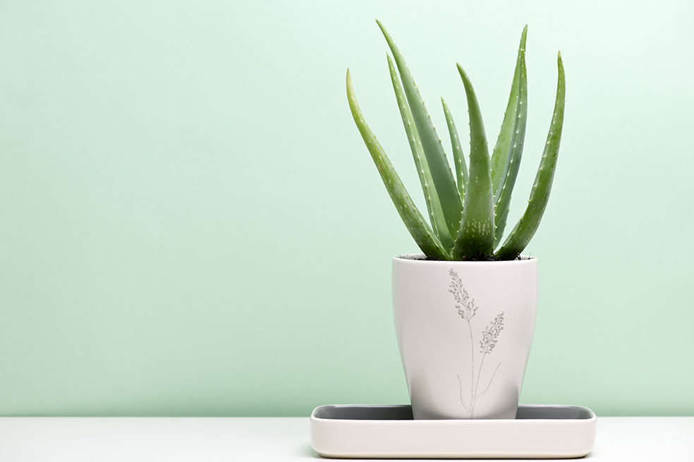 ¿Nuevo en la jardinería? Estas son algunas de las plantas más duraderas