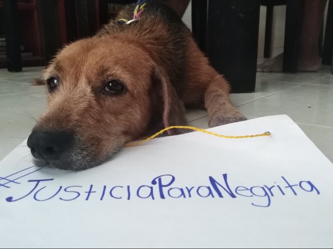 #JusticiaParaNegrita, la protesta contra hombre que asesinó a perrita embarazada en Santa Marta