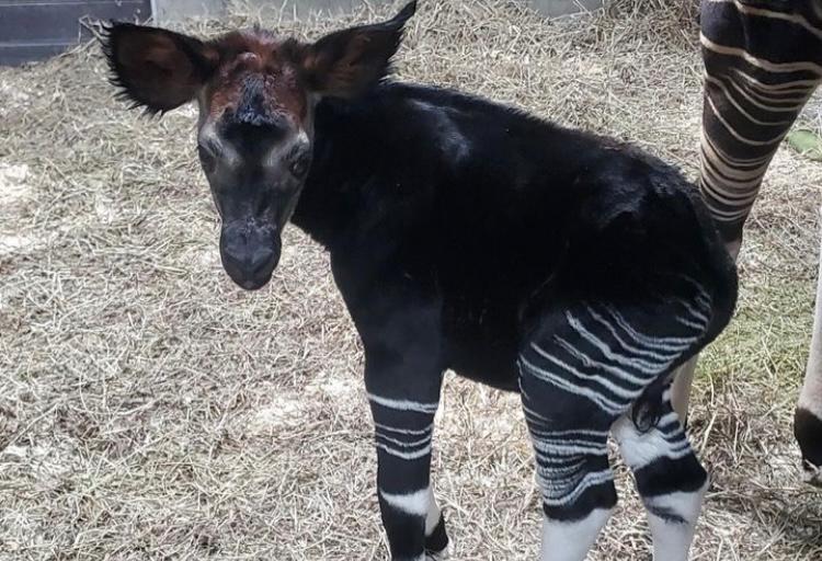 Zoológico celebra nacimiento de rara cría de okapi, especie en peligro de extinción