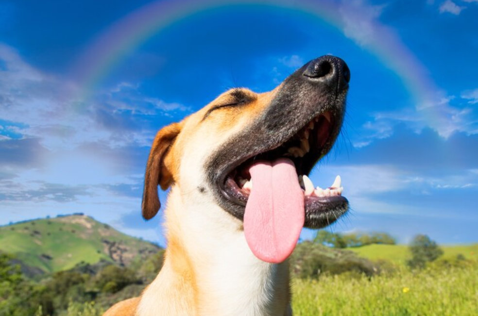 Nombres más comunes del 2024 para perros