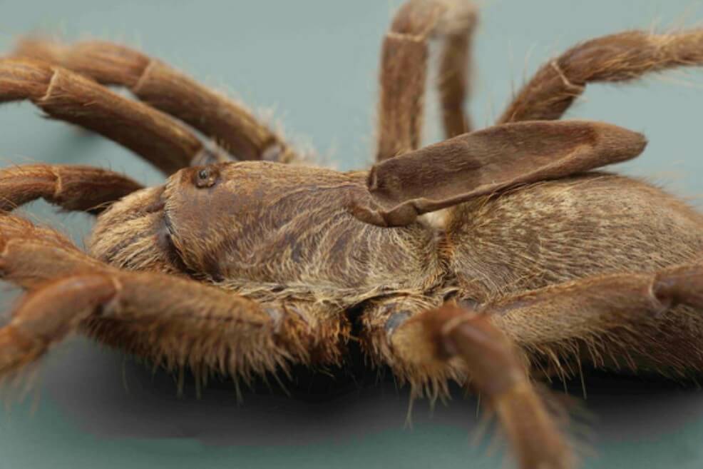 Descubren una excepcional tarántula en África