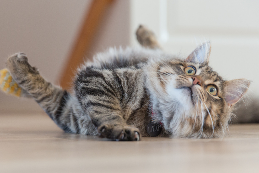 10 verduras que le puedes dar a tu gato de forma segura y aportarán beneficios