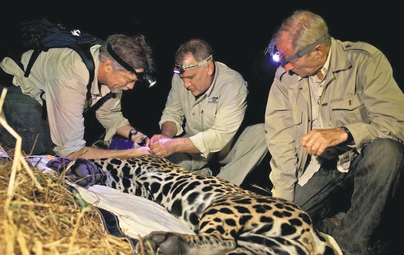 La conservación de los jaguares, el legado de Alan Rabinowitz para Colombia