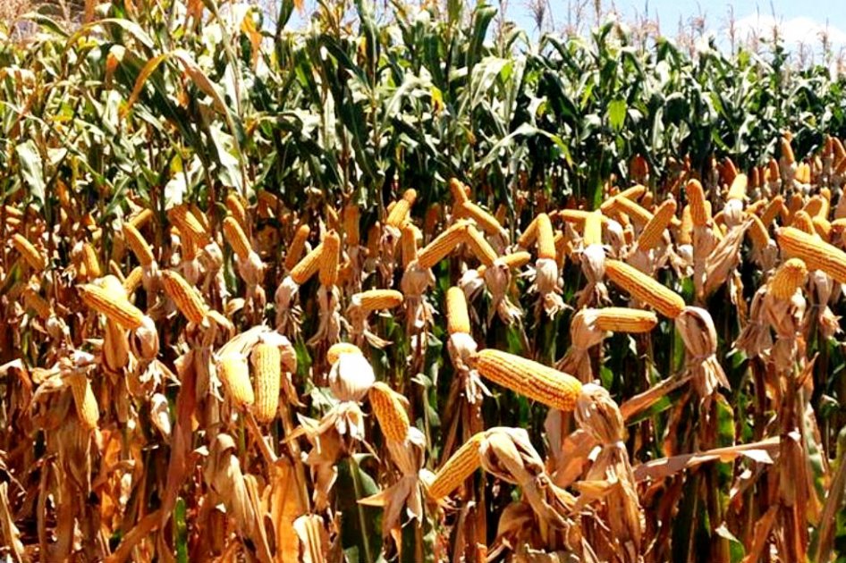 El precio del maíz y la soya bajaron en Chicago por el buen rendimiento de los cultivos