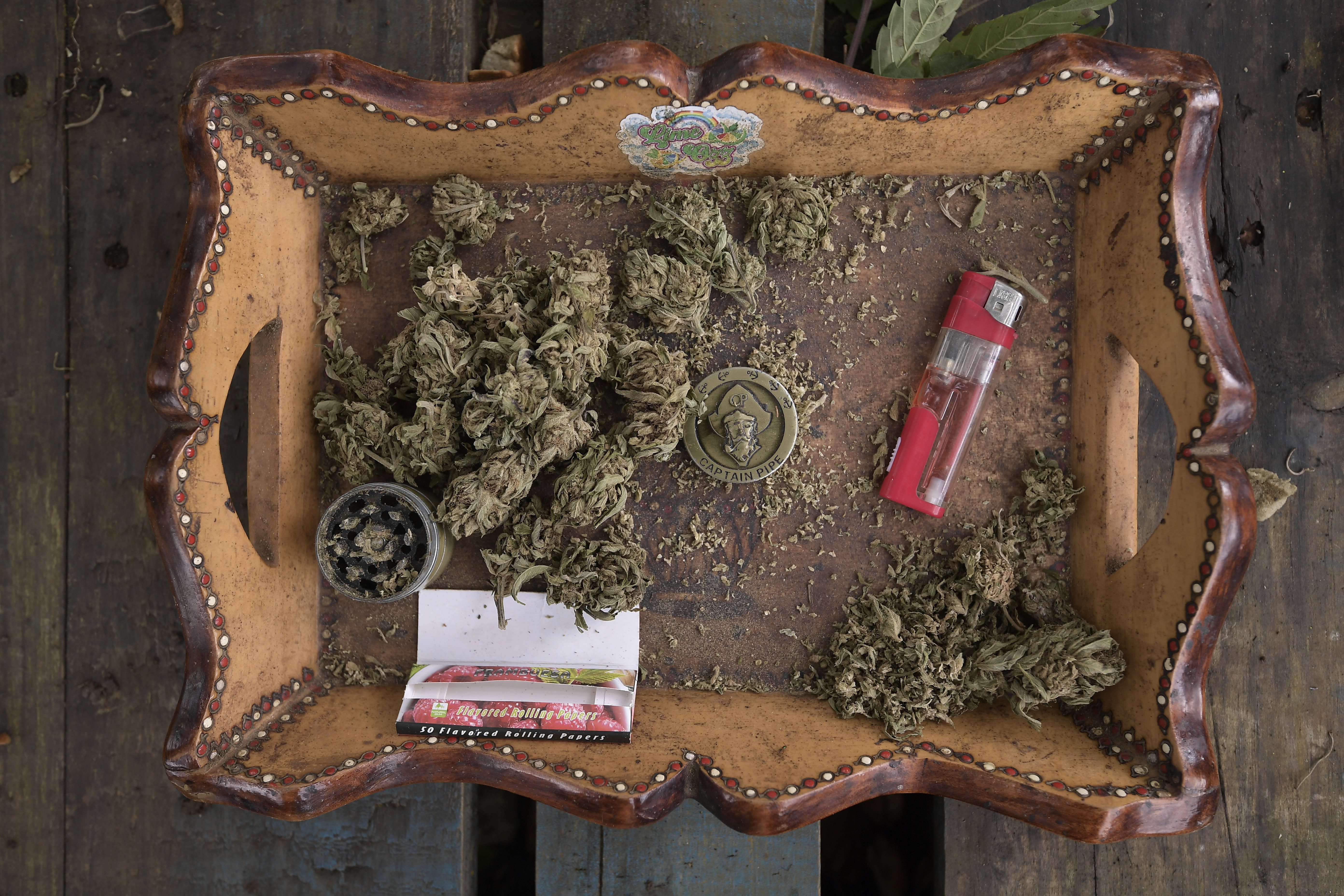 Moños de marihuana, antes de ser empacada, en una finca que roza los límites entre Toribío y Jambaló.