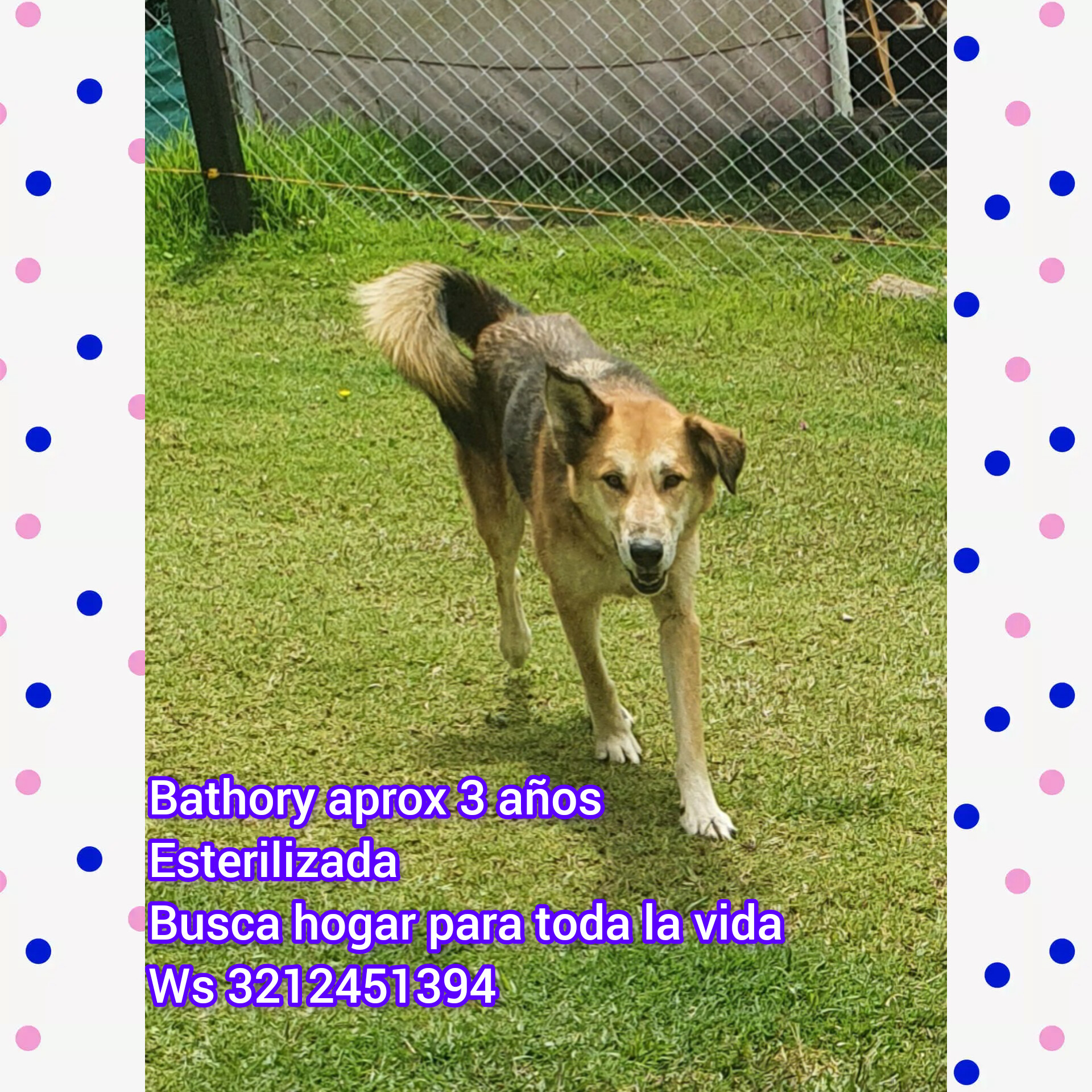 Esta perrita está en adopción, está esterilizada y busca hogar para toda la vida.