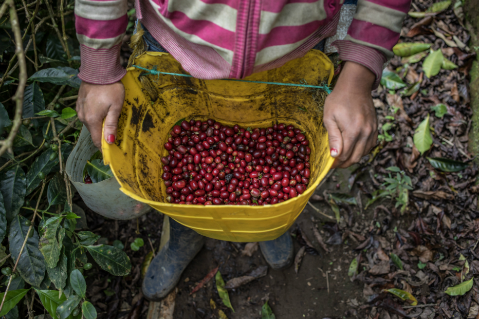 Cafeteros evalúan irse a paro si las condiciones para la producción no mejoran