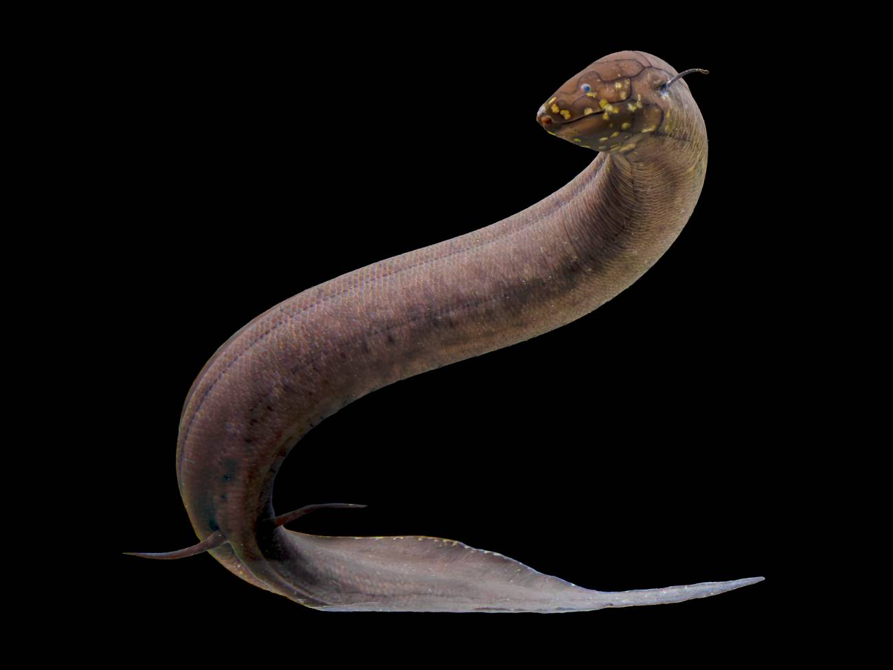 Este pez tiene el genoma animal más grande del mundo: 30 veces mayor que el humano