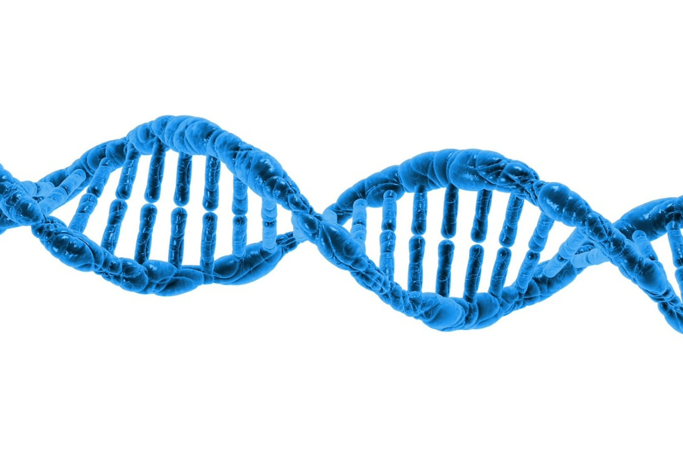 Los genes podrían controlar tu longevidad, por más saludable que sea tu estilo de vida