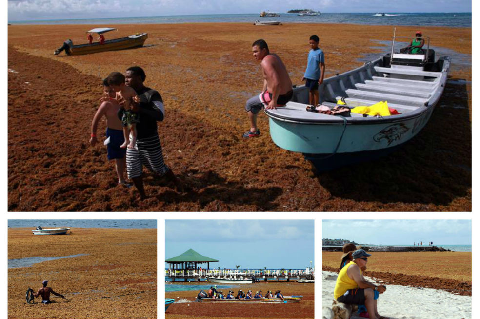 Invasión de algas tiñe las playas de San Andrés