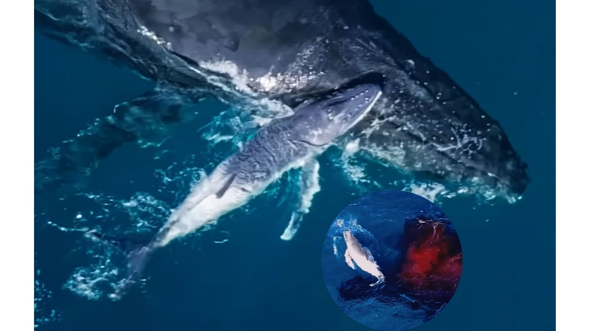 En video: capturan con un dron el momento exacto en que nace una ballena jorobada