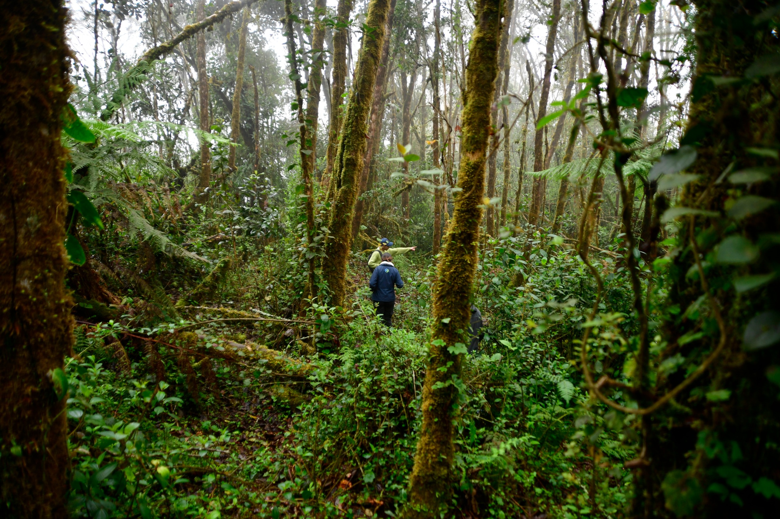 En la finca El Palmar hay 130 hectáreas de bosque alto andino finamente conservadas, con las cuales se mantiene el equilibrio del ciclo hídrico de la región.