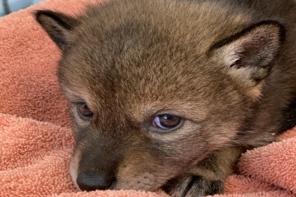 Una familia pensó que había rescatado a un perro, pero resultó siendo un coyote