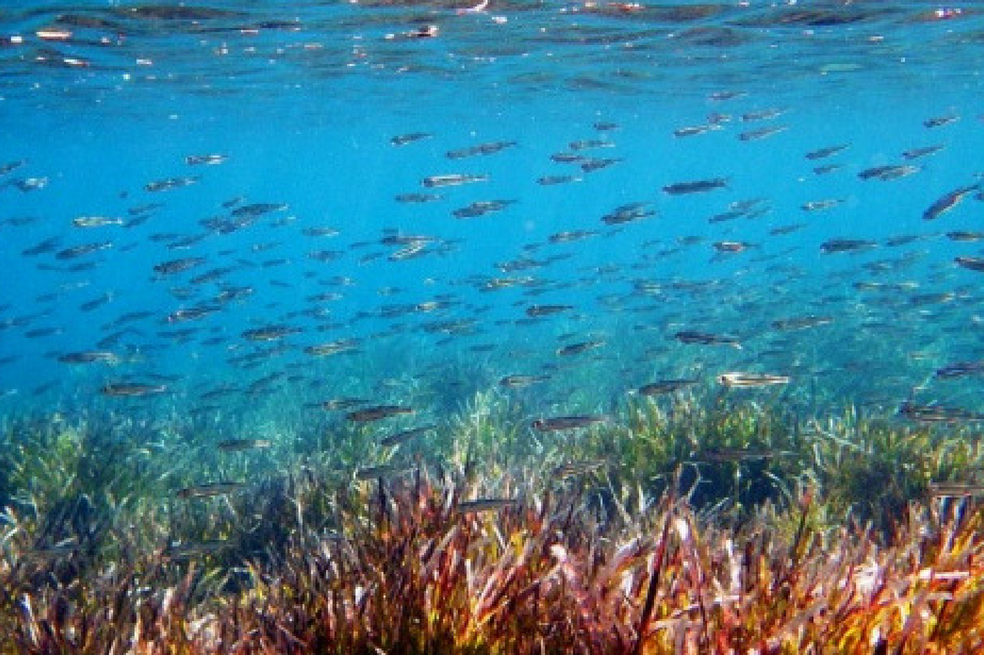 La regulación que existe sobre la minería en el fondo del mar es insuficiente