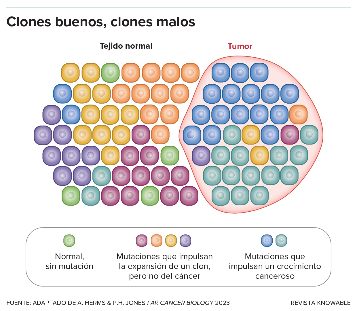 El hecho de que las células que contienen mutaciones se apoderen de un tejido no significa necesariamente que se produzca una enfermedad. Las mutaciones que promueven la expansión de clones pueden ser peligrosas promotoras de cáncer, pero también pueden ser mutaciones neutrales o incluso beneficiosas que mantienen la integridad de un tejido y no promueven el cáncer.