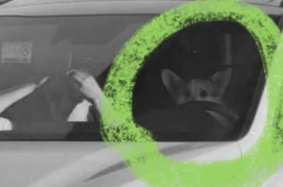 Una multa de tránsito sorprendió al mostrar a un perro sentado frente al volante