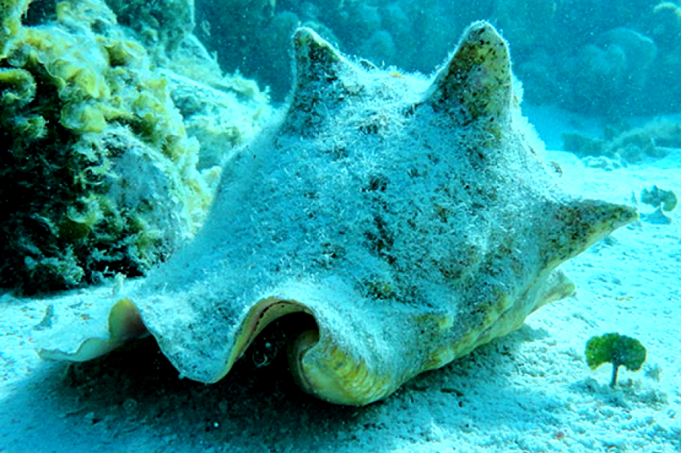 Prohibido temporalmente el expendio de caracol pala en San Andrés Islas