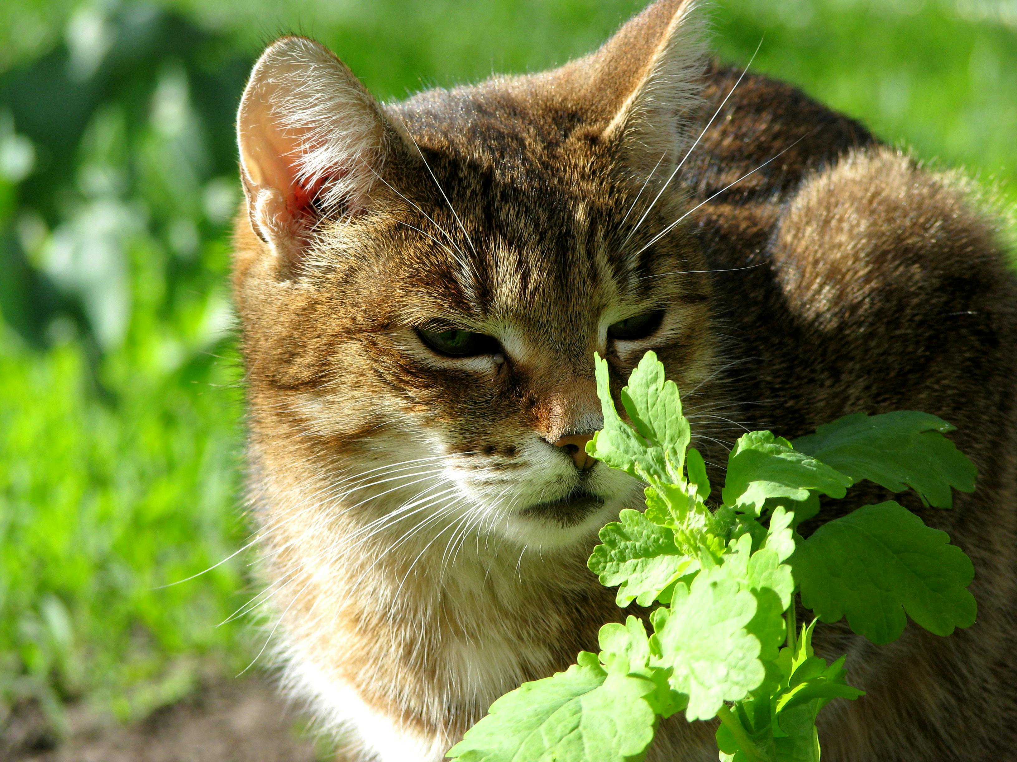 ¿Por qué a los gatos les gusta la hierba gatera?