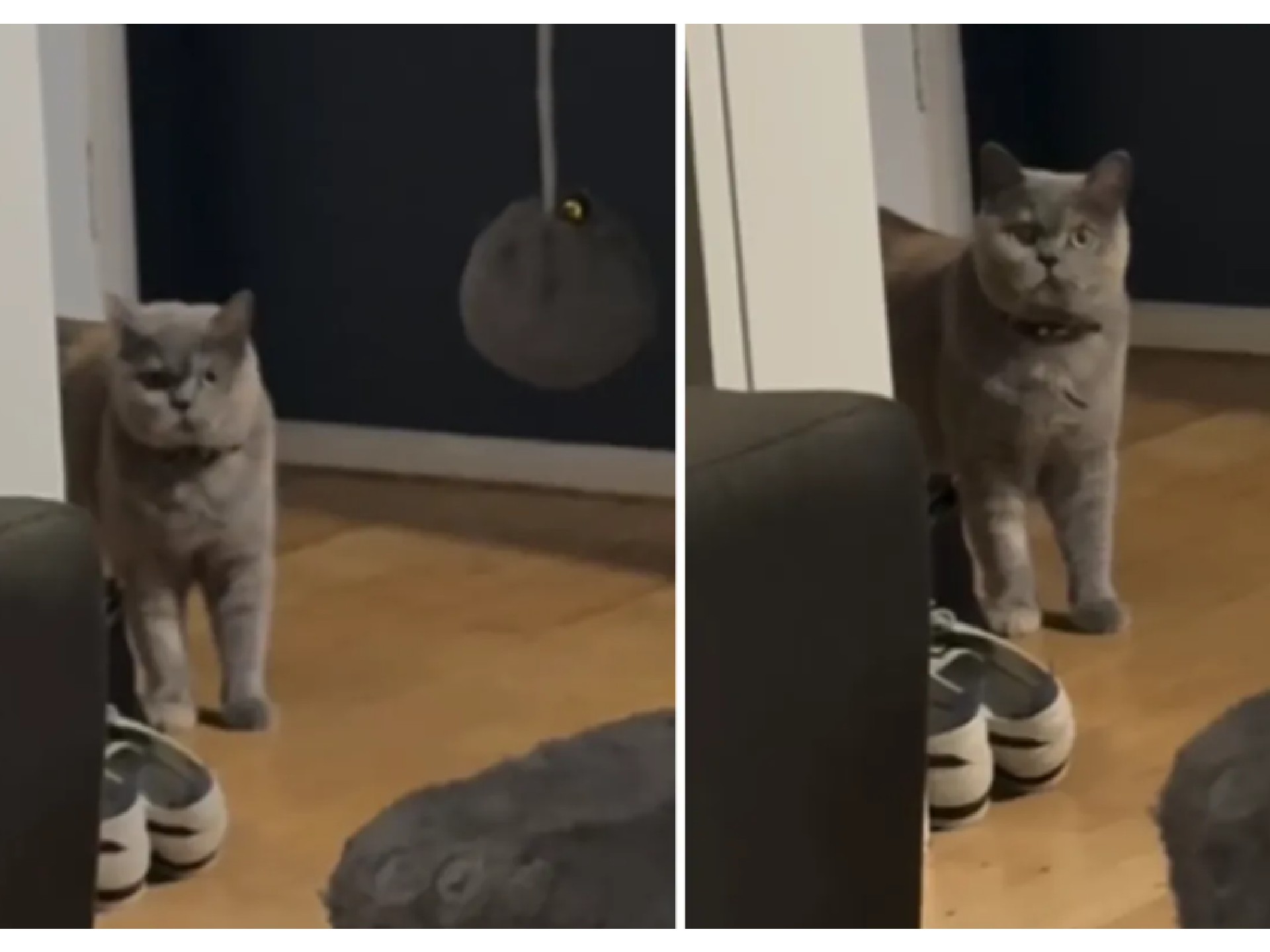 En video: divertida reacción de una gatita al ver a su familia despierta antes del amanecer