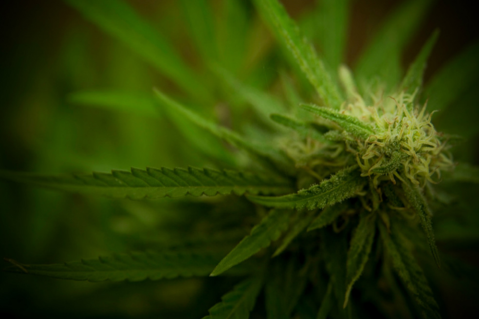 Legalizar la marihuana medicinal no aumenta su consumo