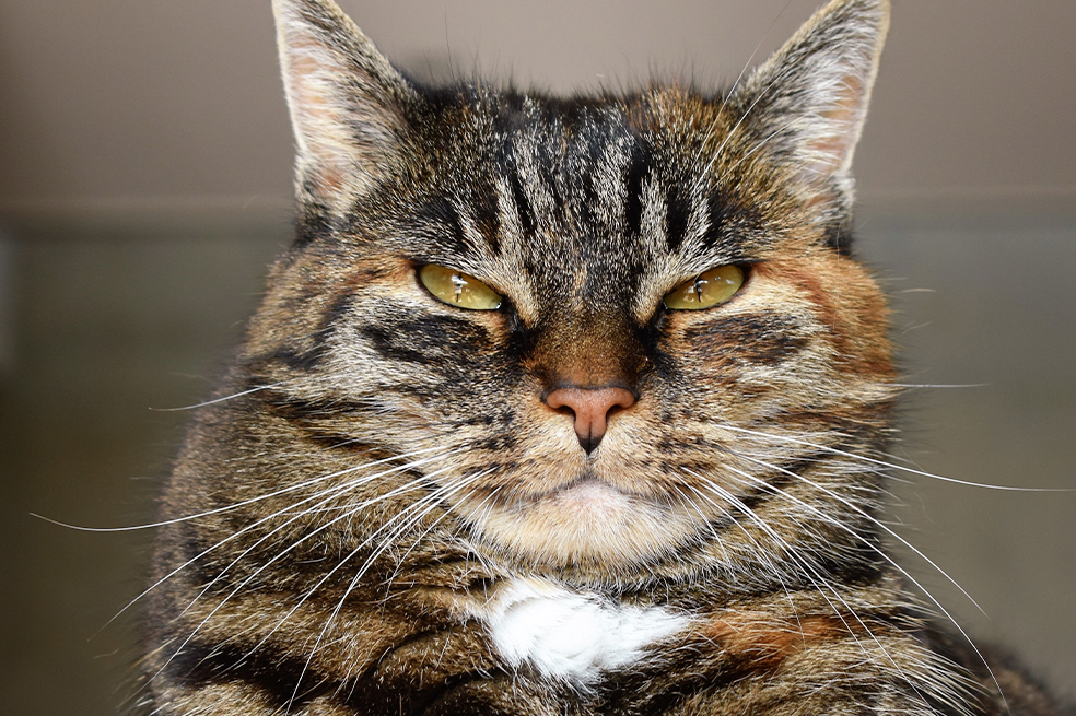 Crean cuestionario para saber si tu gato es un psicópata ¿Ya lo identificaste?