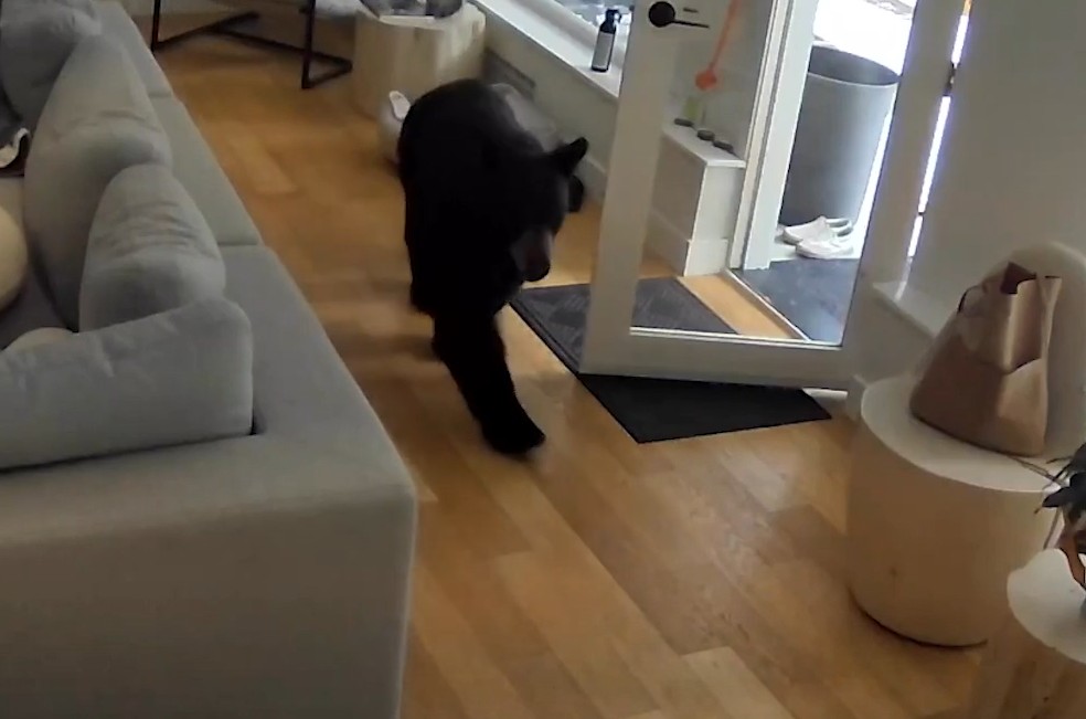 La valiente reacción de un pomerania ante un oso en su hogar (video)