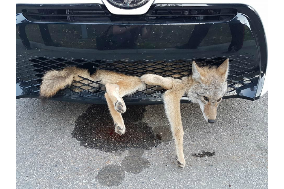 Mujer condujo por más de 30 km con un coyote atrapado en la parrilla de su auto
