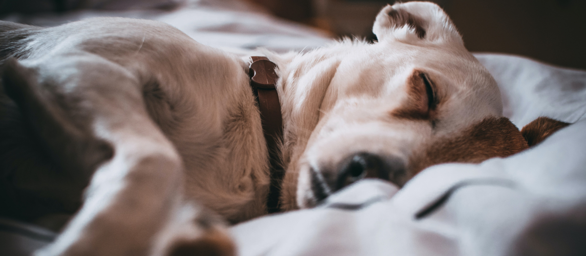 Síntomas de moquillo en perros: estas son las señales de alerta