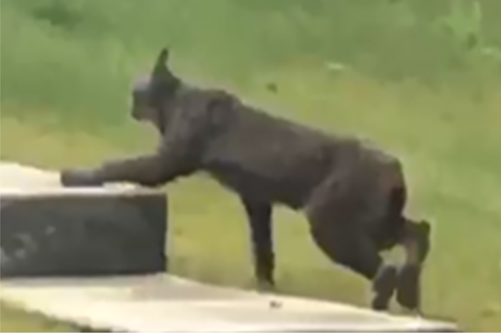 Esta es la primera foto de un lince negro en Canadá