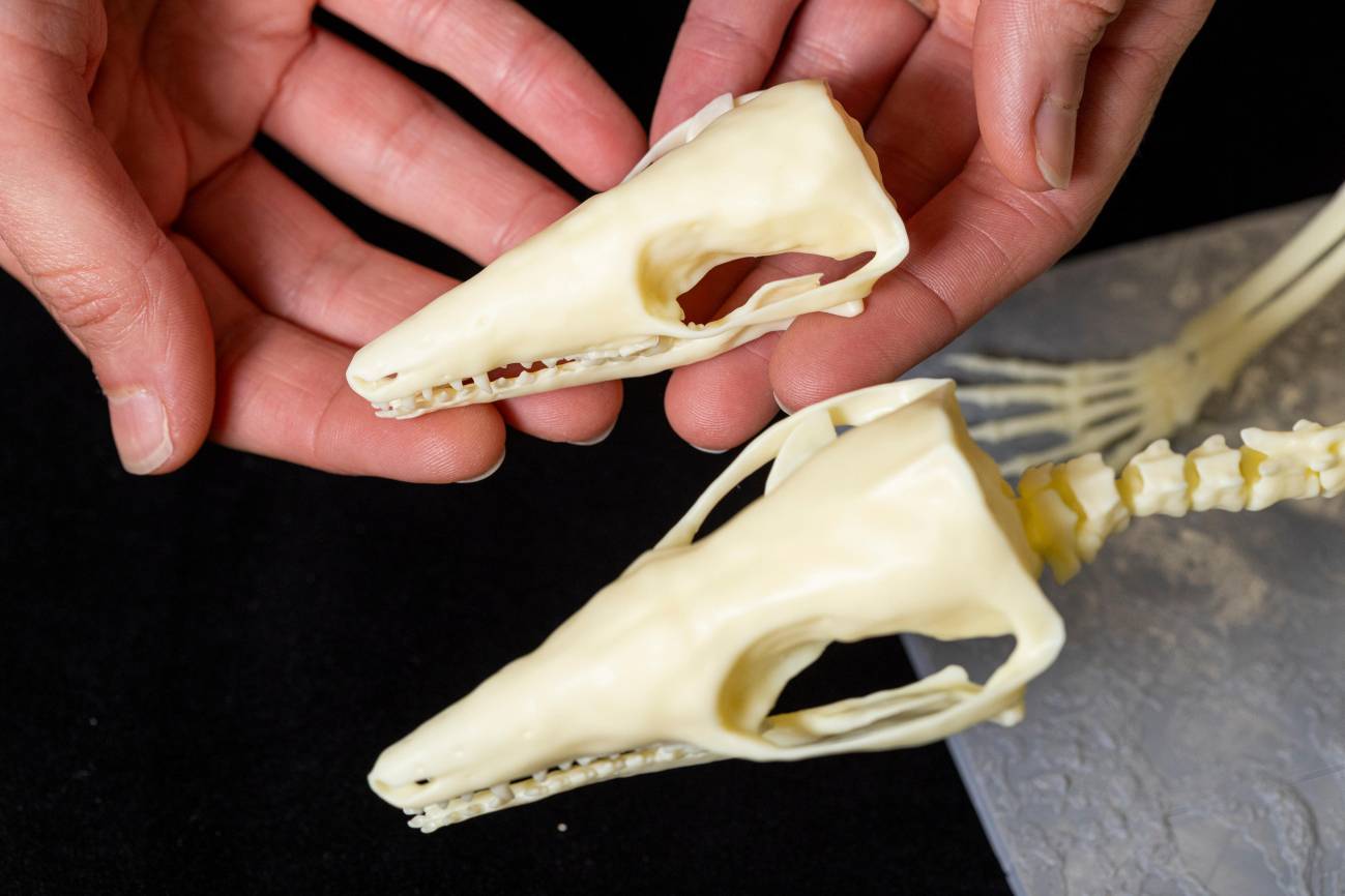 Fósiles de mamífero de hace 166 millones de años resolverían dudas sobre evolución
