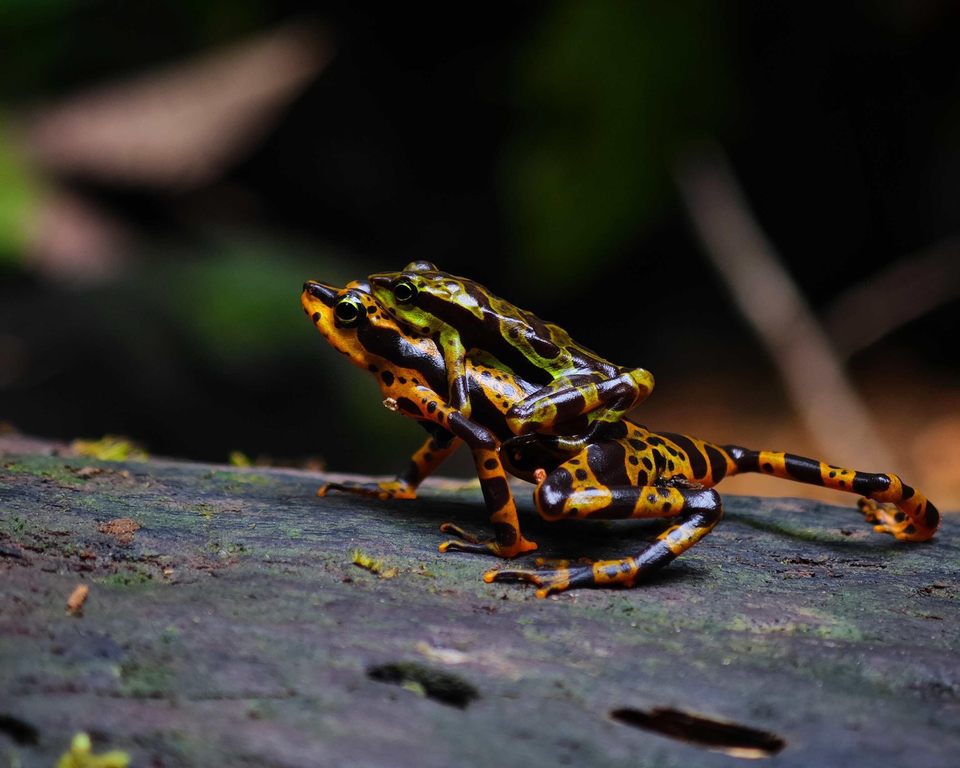 Cómo hacer un safari nocturno en Nuquí: guía para vivir la experiencia paso a paso
