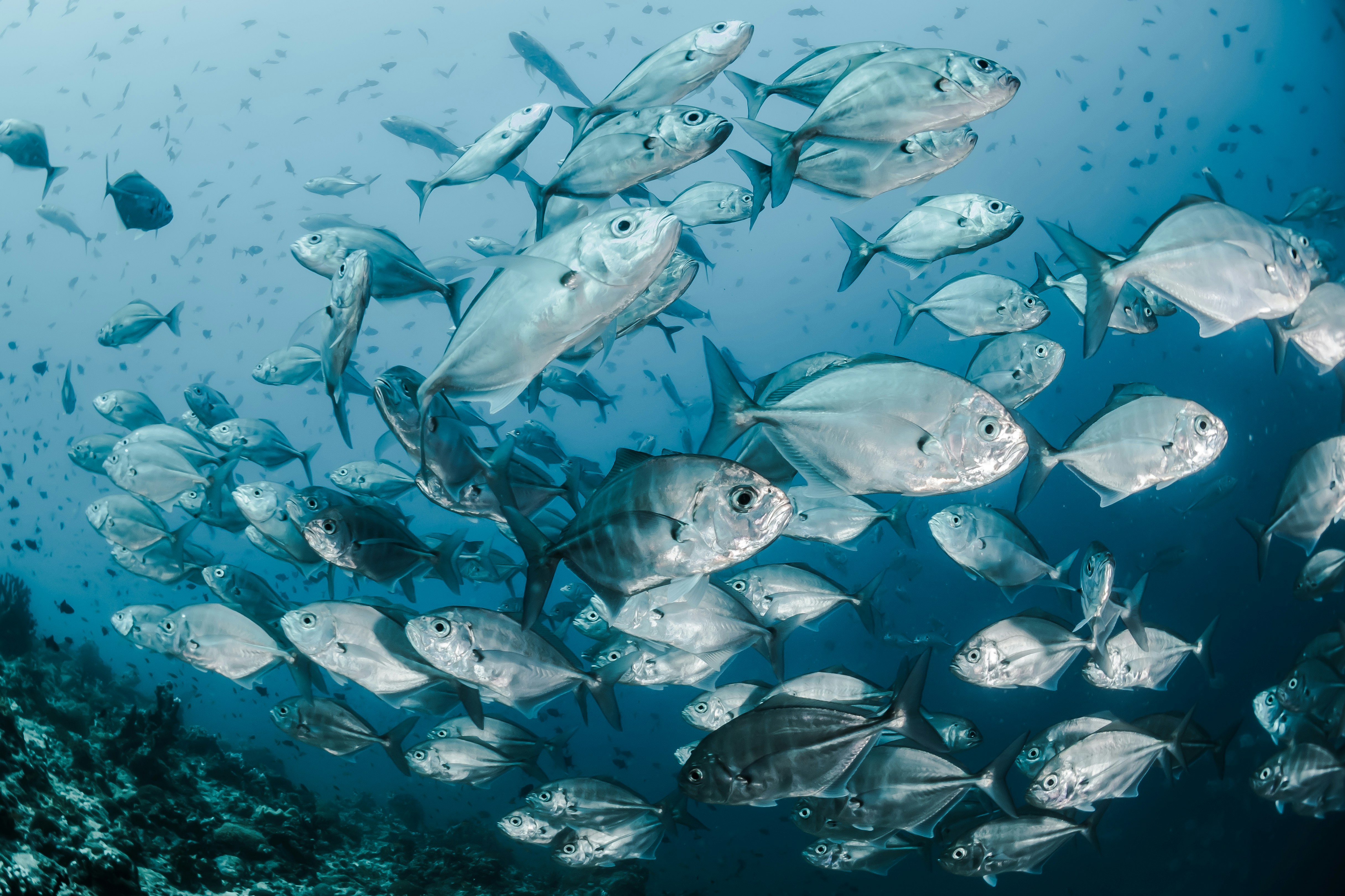 ¿Los peces duermen?