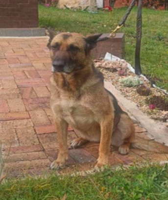 Así puede adoptar a un perro retirado de la Policía en Bogotá