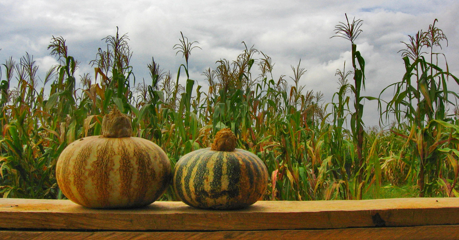 Conoce los beneficios de la calabaza en tu piel