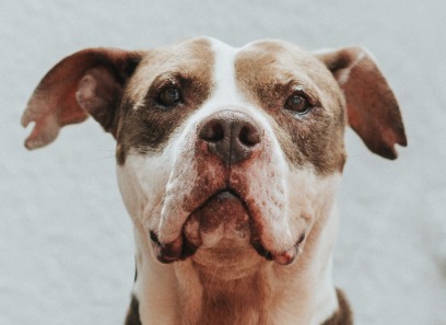 ¿Busca un amigo fiel? Bogotá celebra su primera gran jornada de adopción animal de 2026