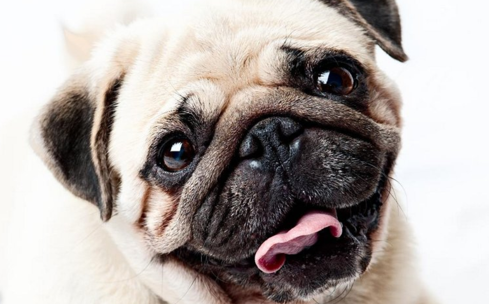 (Fotos) ¿Cuáles son las razas de perros más tranquilas?