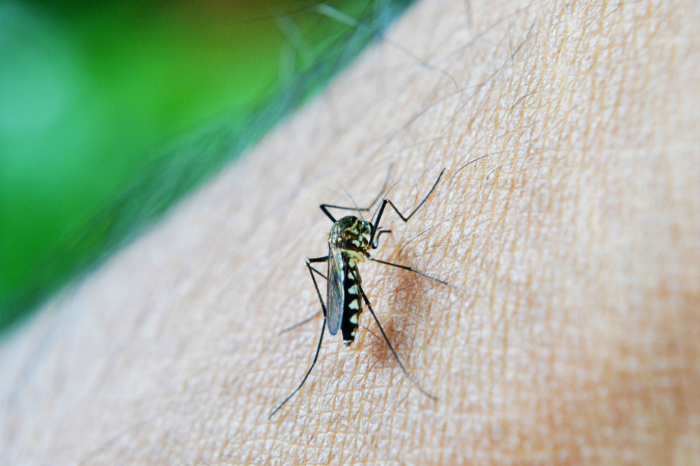 Resulta indispensable tener en cuenta los signos de alarma del dengue pues puede producir trombocitopenia, es decir, disminución de las plaquetas, y ante cualquiera de estos se debe acudir inmediatamente a urgencias: sangrados por nariz y boca, aparición de hematomas y fiebre alta.
