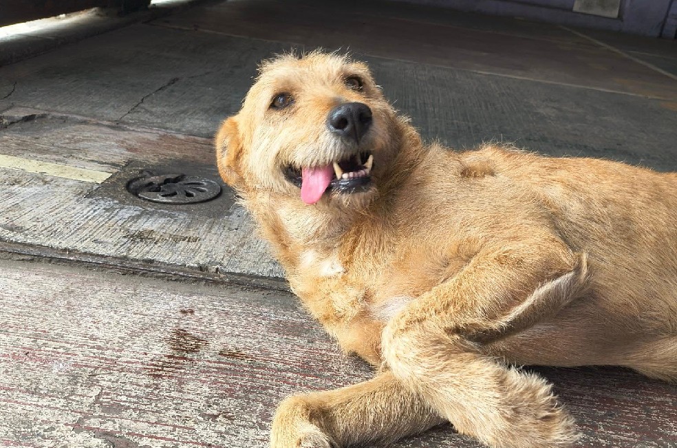 Vecinos en Bogotá buscan familias para 19 perros que quedaron solos tras muerte de su dueño