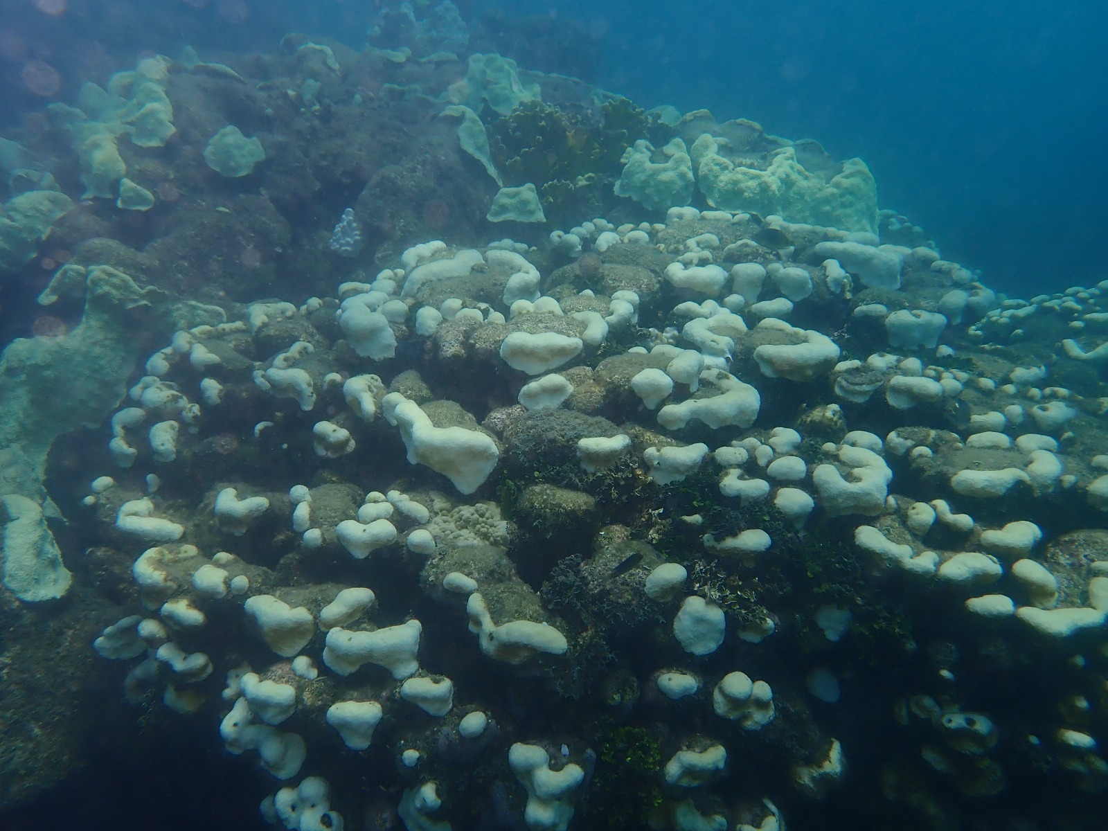 Entre el 70% y el 80% de los arrecifes coralinos del país han presentado blanqueamiento, alerta Minambiente.