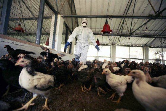 Más de un millón de aves han sido sacrificadas por gripe aviar en Japón