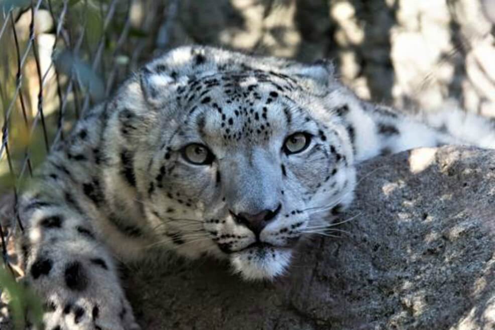 Taller sensorial para personas ciegas sobre animales en vía de extinción