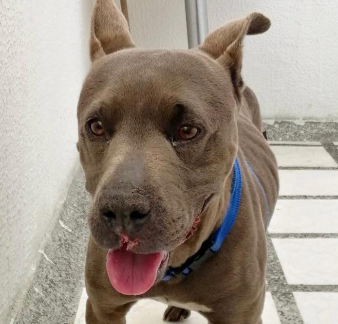 ¡No para el maltrato animal! Perrita fue encontrada con heridas en un Transmilenio