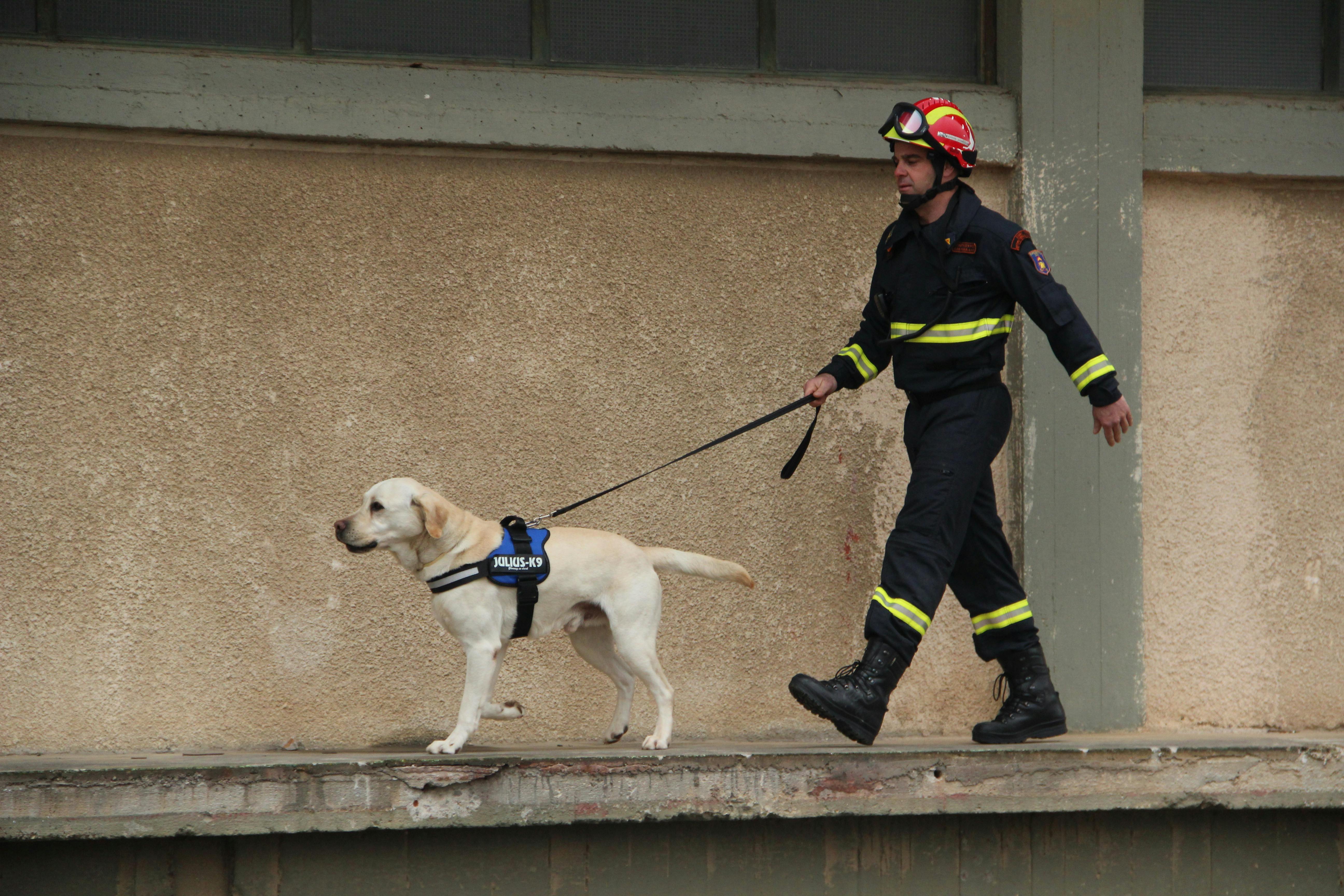 Una heroína de cuatro patas: perra salva a sus dueños de morir en un incendio