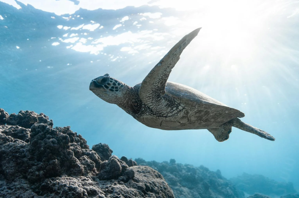 Prohibición de globos en Florida protegerá a tortugas, aves y otras especies